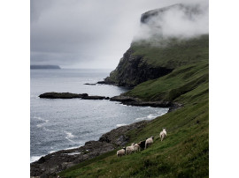 Peau de mouton du Gotland, grise